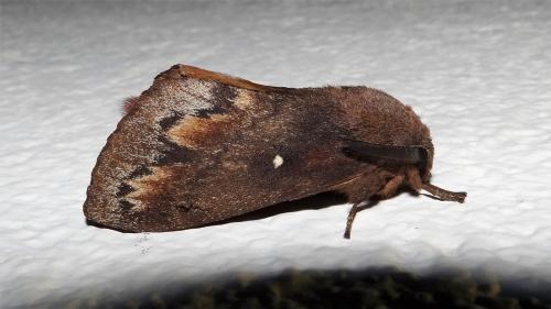 Réf. 283 819 : Dendrolimus pini
